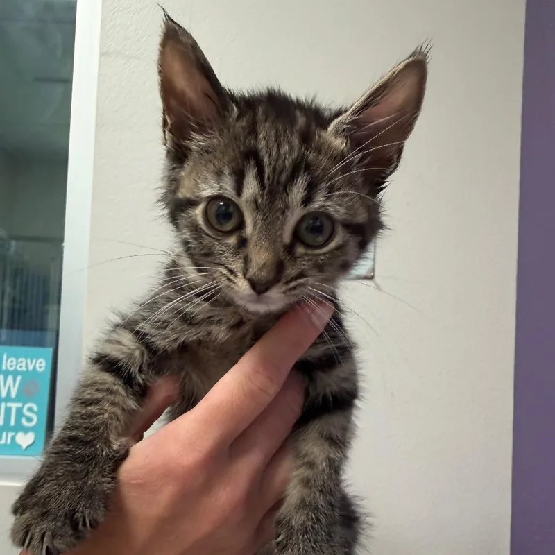 A baby small-sized female Brown / Chocolate Domestic Short Hair cat named Bitzy for adoption in Englewood, FL
