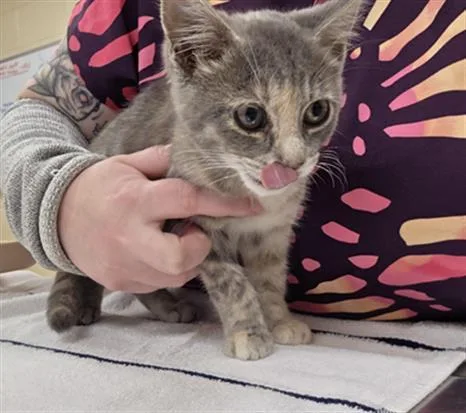 A baby small-sized female Domestic Short Hair cat named Bluebell for adoption in Aliquippa, PA