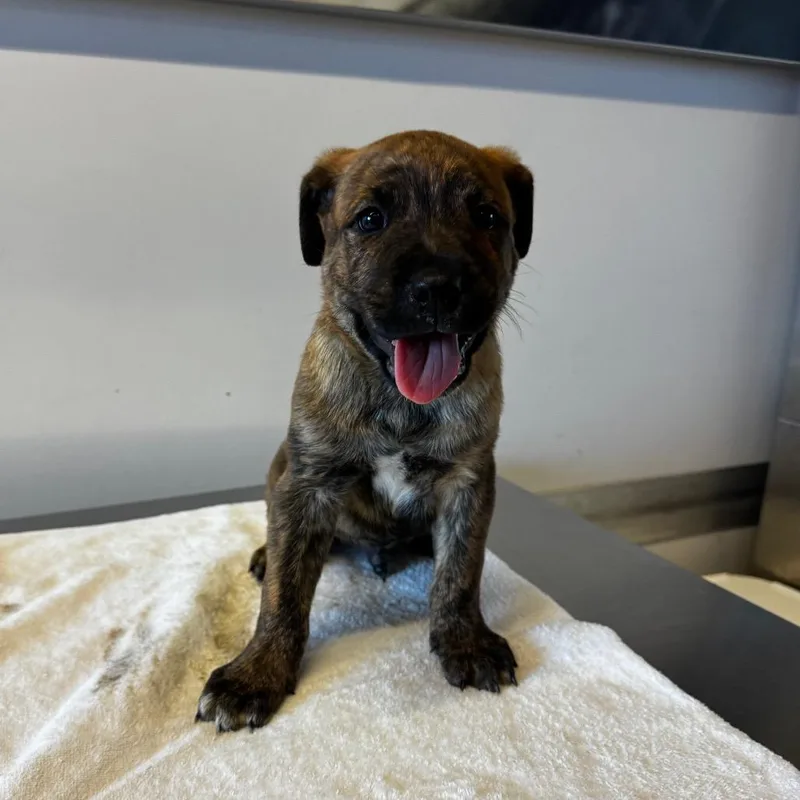 A baby small-sized male Brindle Pit Bull Terrier dog named IVHSStray for adoption in San Gabriel, CA