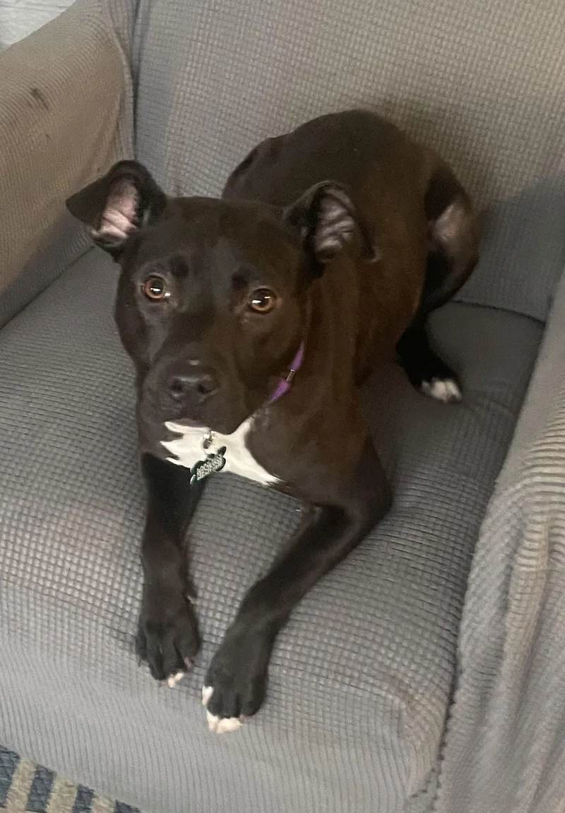 A young medium-sized female Pit Bull Terrier dog named Bebe for adoption in Livonia, MI