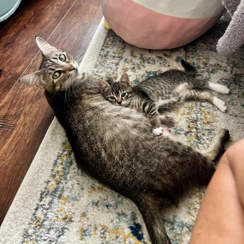 A young medium-sized female Gray / Blue / Silver Domestic Short Hair cat named Bailey for adoption in Juno Beach, FL
