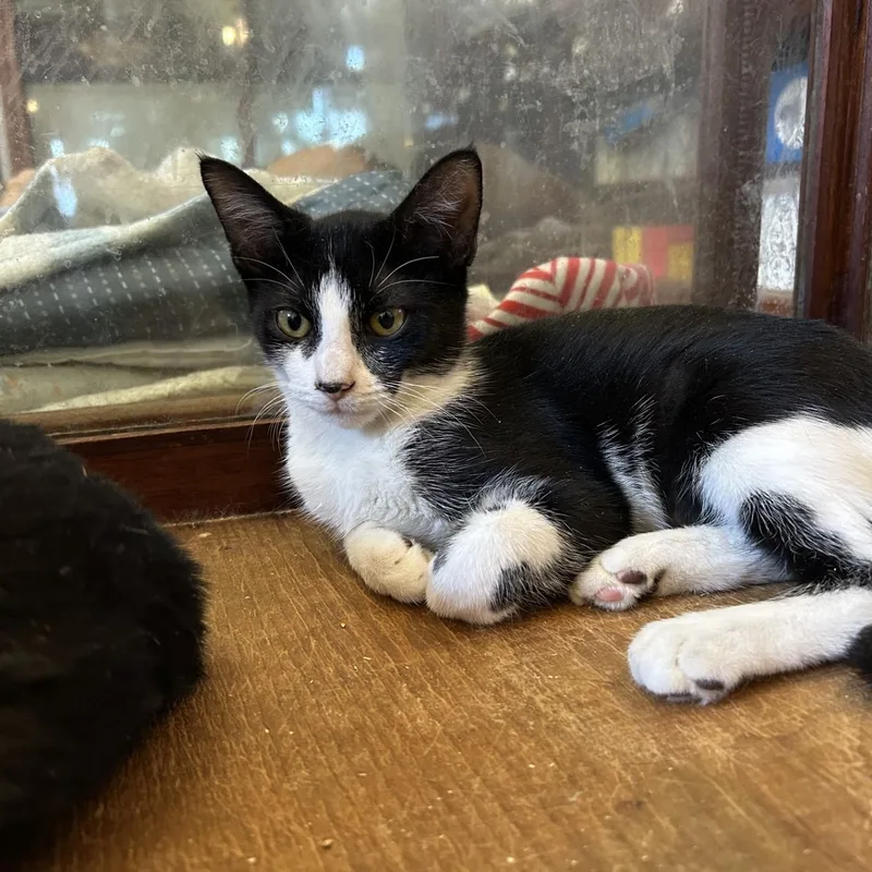 A young medium-sized female Black & White / Tuxedo Domestic Short Hair cat named Nell for adoption in Springdale, AR