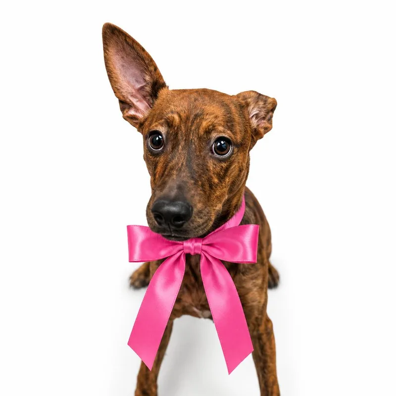A baby small-sized female Red / Chestnut / Orange Mixed Breed dog named Rainacorn for adoption in Columbiana, AL