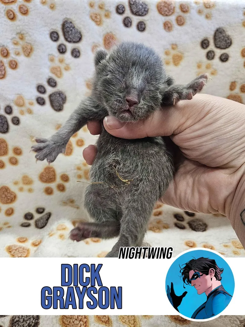 A young small-sized male Gray / Blue / Silver Domestic Short Hair cat named Dick Grayson for adoption in Rancho Santa Margarita, CA