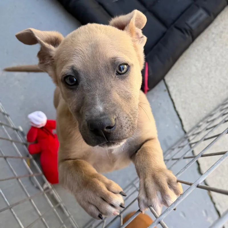 A baby small-sized male Gray / Blue / Silver Labrador Retriever dog named Ziti for adoption in Blairsville, GA