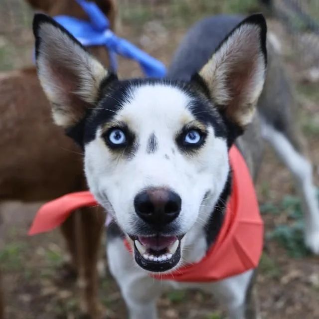 A young medium-sized female Husky dog named Xena for adoption in San Antonio, TX
