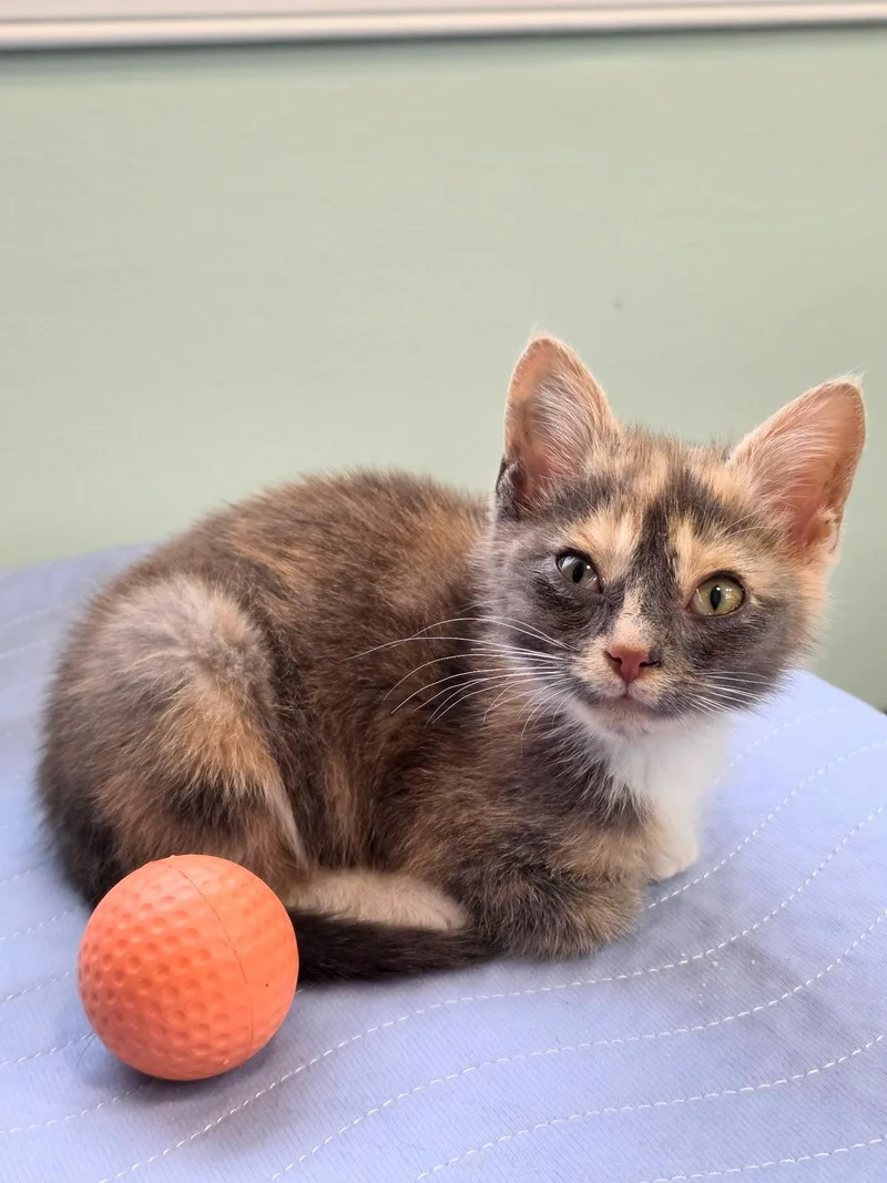 A baby medium-sized female Calico American Shorthair cat named Bucatini for adoption in Richmond, VA