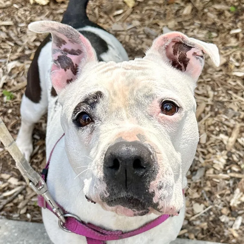 Miss Pickles