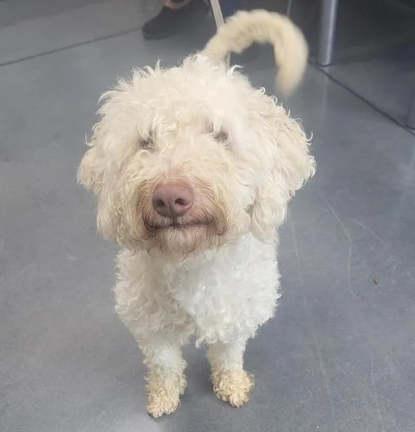 An adult small-sized male Poodle dog named Pen  Jake for adoption in Lawrenceville, GA