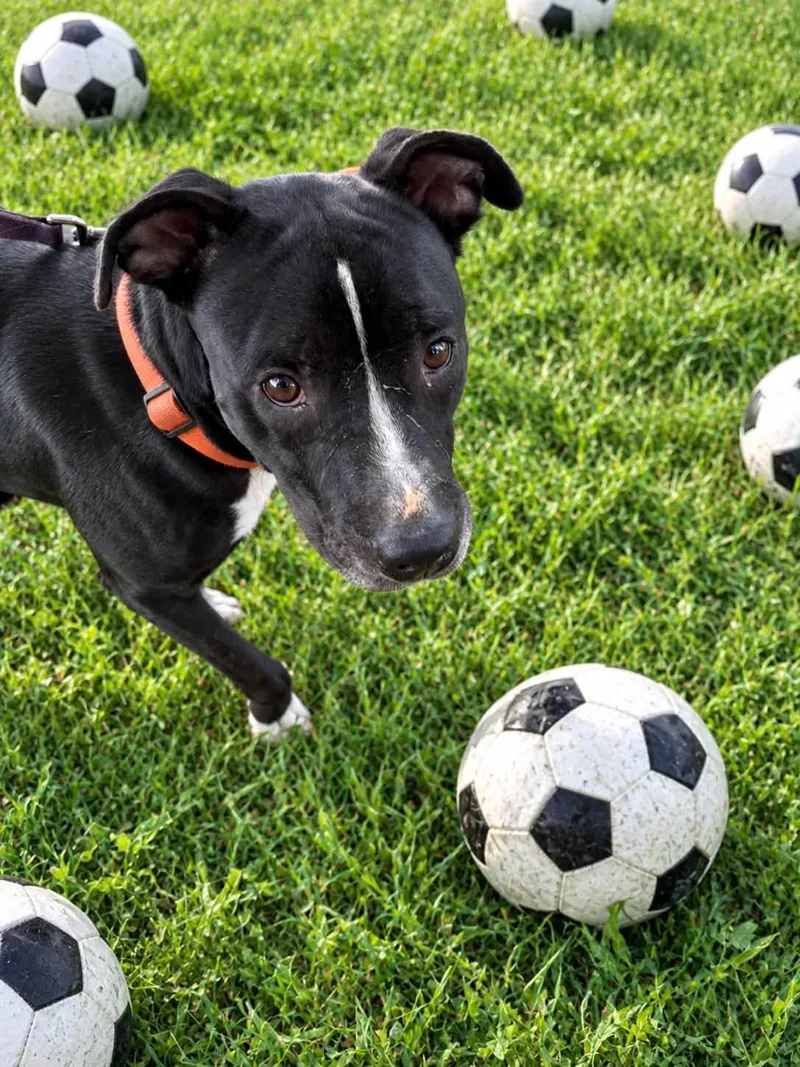 A young medium-sized male Black Labrador Retriever dog named Wemby for adoption in Tulsa, OK