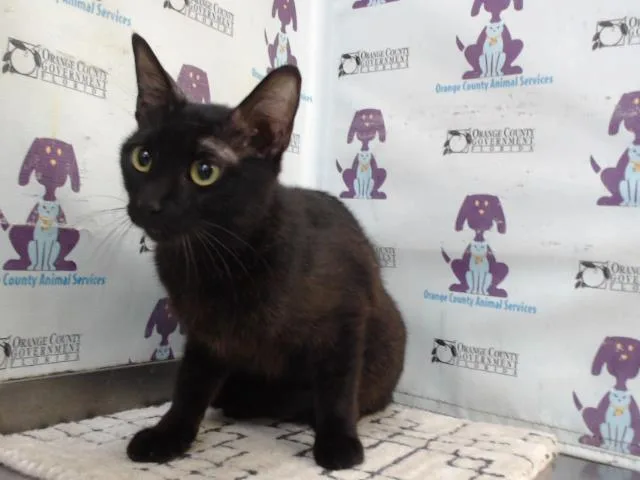 A young small-sized female Domestic Short Hair cat named Solange for adoption in Orlando, FL