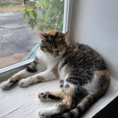 A senior medium-sized female Calico Domestic Short Hair cat named Hattie for adoption in Tipp City, OH