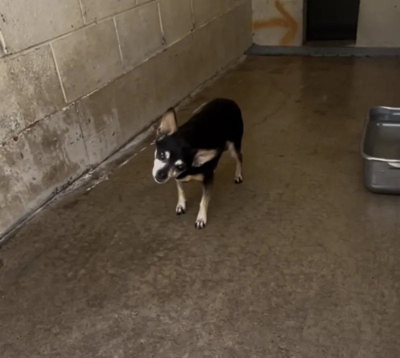 A senior small-sized female Chihuahua dog named Lopsy for adoption in Alpharetta, GA