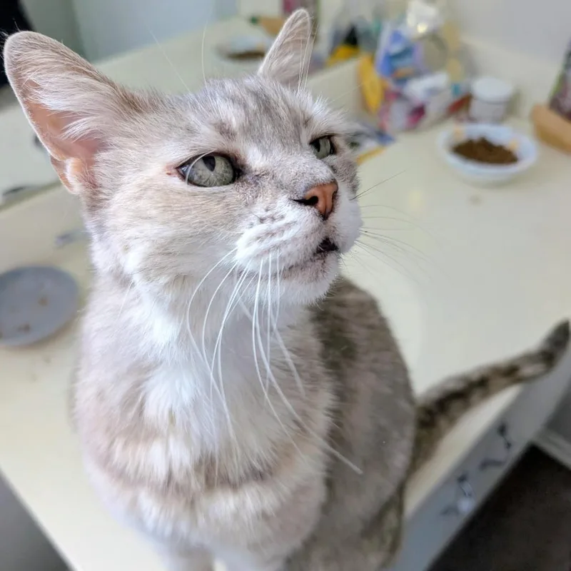 An adult medium-sized female Gray / Blue / Silver Domestic Short Hair cat named Mercury for adoption in Long Beach, CA