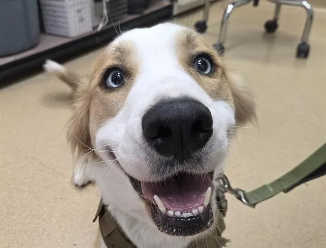 A young medium-sized female Australian Shepherd dog named Sandy for adoption in San Clemente, CA