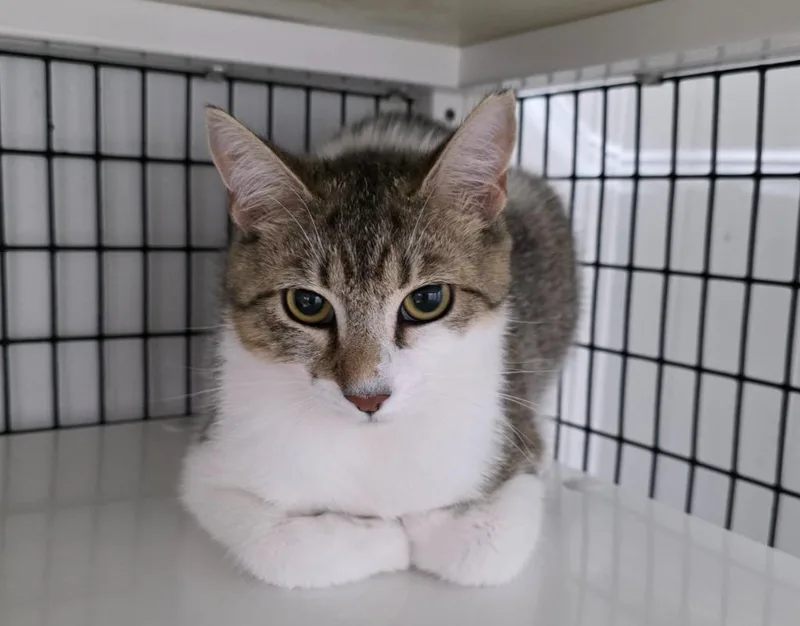 A young medium-sized female Domestic Short Hair cat named Squeekie for adoption in Ewing, NJ