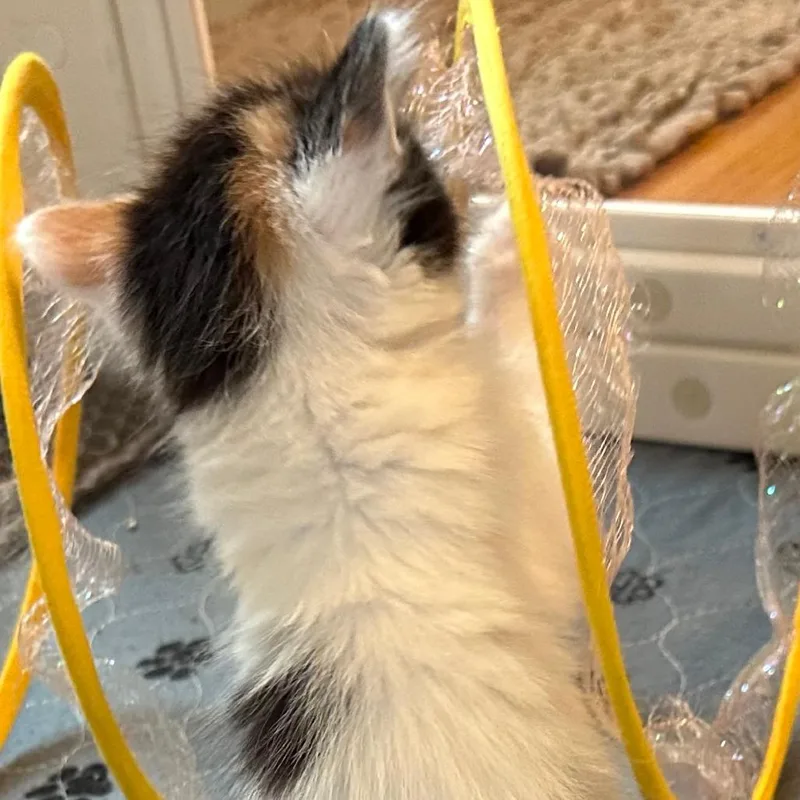 A baby small-sized female Calico Domestic Short Hair cat named Hazel for adoption in Houston, TX