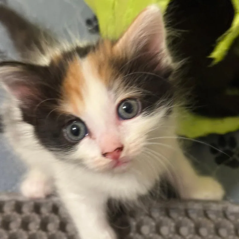 Hazel thumbnail 2