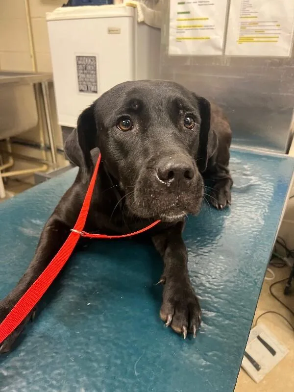An adult large-sized female Black Mixed Breed dog named Sofie for adoption in Mobile, AL