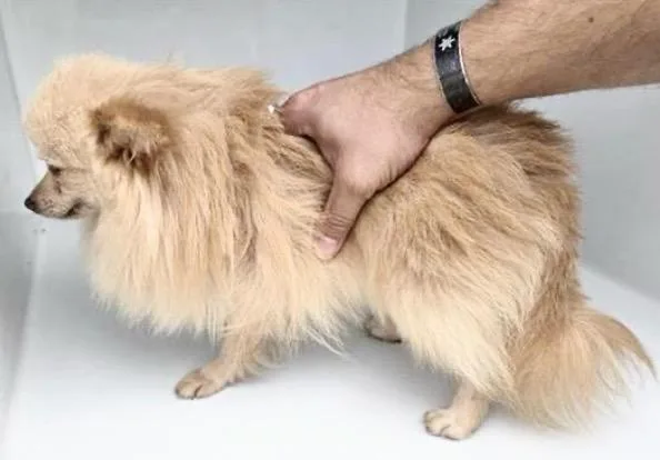 An adult small-sized male Pomeranian dog named A for adoption in Houston, TX