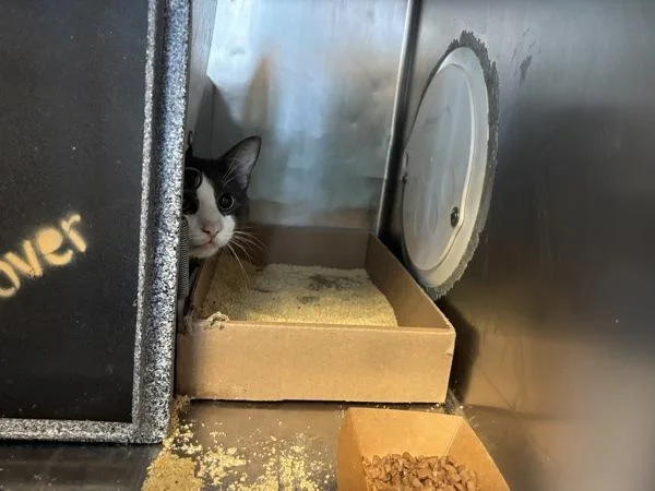 A young medium-sized male Domestic Short Hair cat named Jericho for adoption in New York, NY