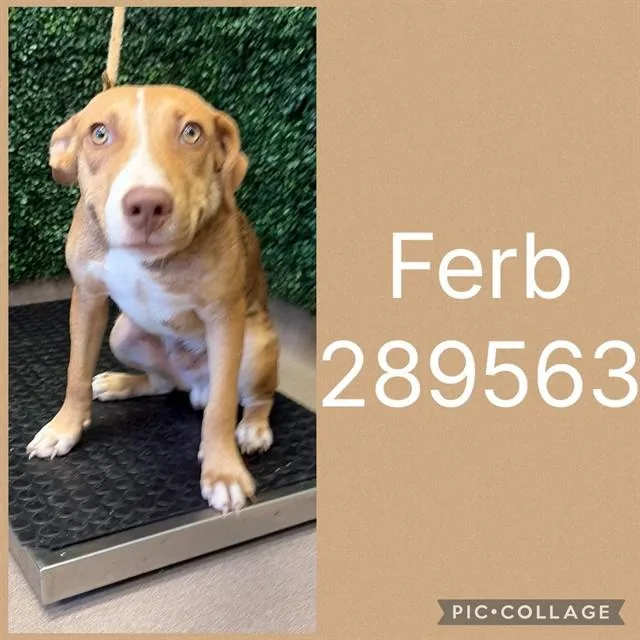 A young small-sized male Mixed Breed dog named Ferb for adoption in Macon, GA