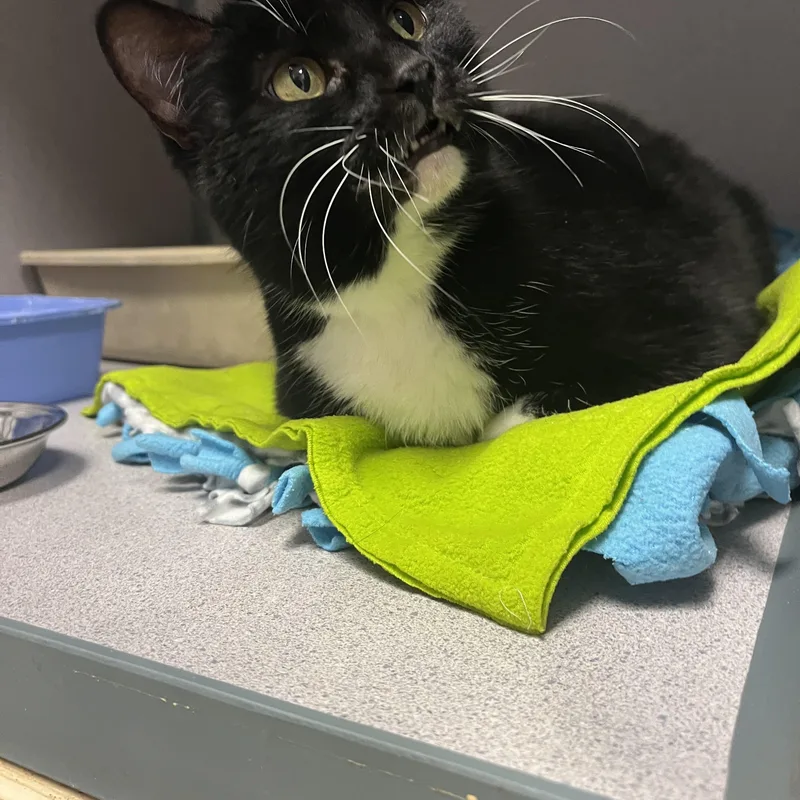 Princess thumbnail 3