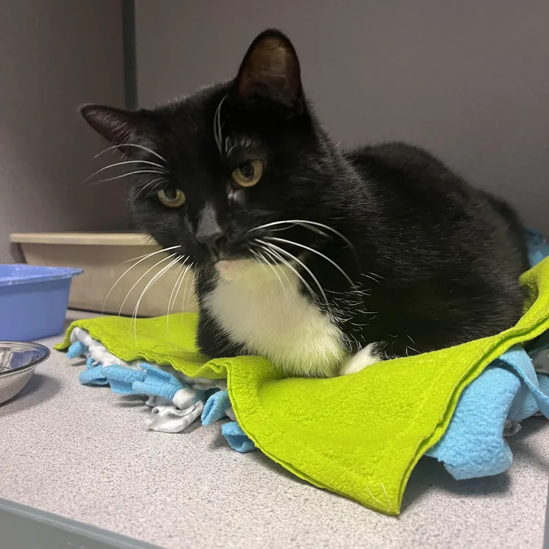 Princess thumbnail 4