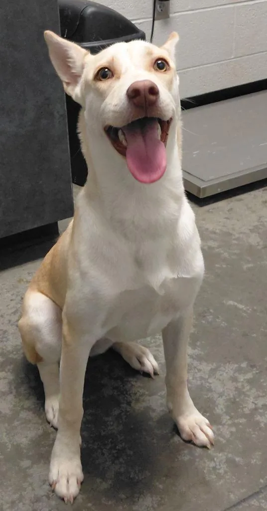 A baby large-sized female Mixed Breed dog named Tansy for adoption in Henderson, NC