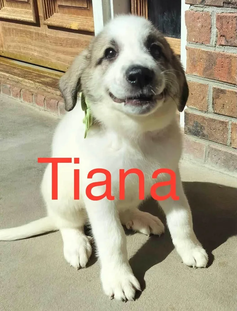 A baby large-sized female Tricolor (Brown, Black, & White) Great Pyrenees dog named Tianna for adoption in Claremont, NC