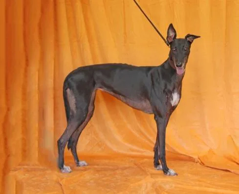 An adult large-sized female Greyhound dog named Pay Me Now for adoption in Douglasville, GA