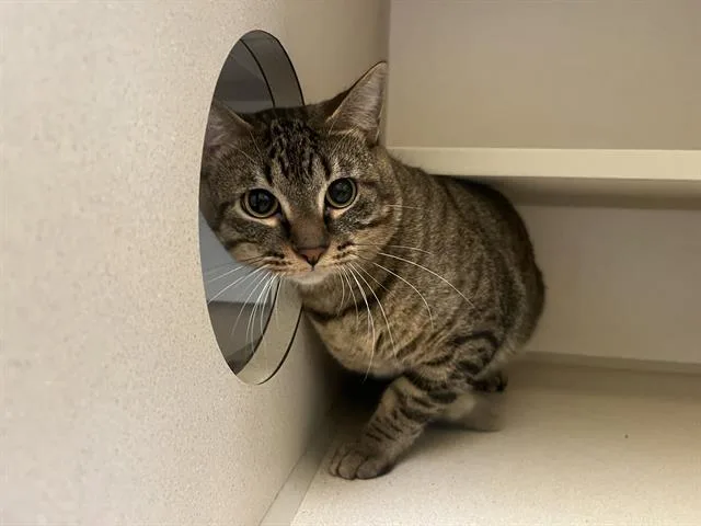 A young small-sized male Domestic Short Hair cat named Cosmo for adoption in Denver, CO