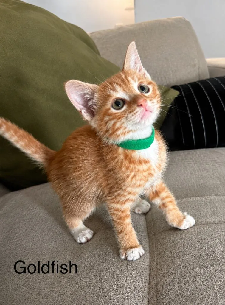 A baby small-sized male Domestic Short Hair cat named Goldfish for adoption in Sebastian, FL