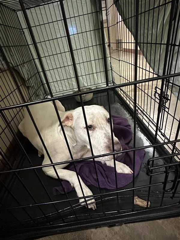 A young large-sized female Pit Bull Terrier dog named Paloma for adoption in Austin, TX
