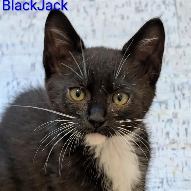 Blackjack