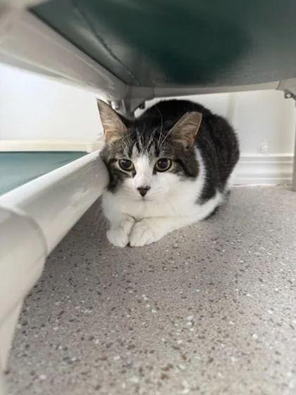 A baby medium-sized male Domestic Short Hair cat named Atticus for adoption in Winona, MN