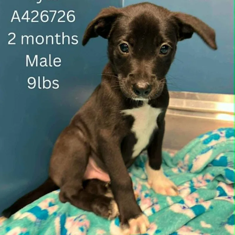 A baby small-sized male Black Mixed Breed dog named Kyle for adoption in Tomah, WI