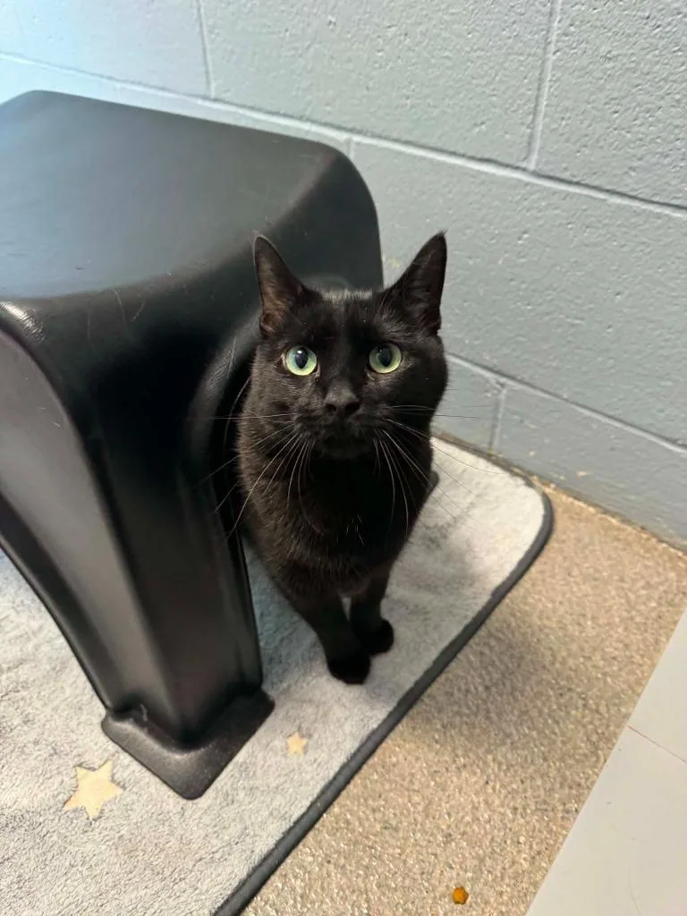 A young medium-sized female Domestic Short Hair cat named Patch for adoption in Boone, IA