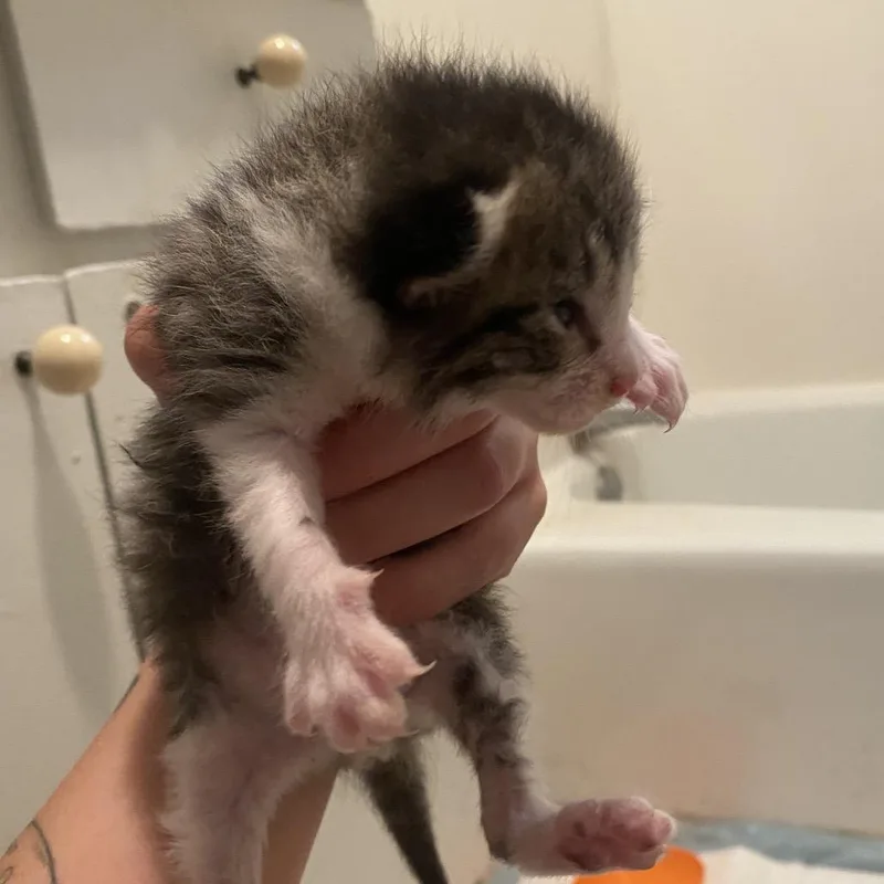 A baby small-sized male Domestic Short Hair cat named Tommy F for adoption in Oklahoma City, OK