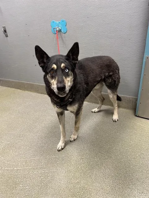 An adult large-sized male Husky dog named Tuch for adoption in Las Vegas, NV