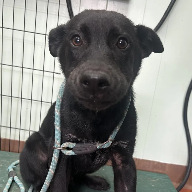 A baby medium-sized male Black Labrador Retriever dog named Kona for adoption in West Point, MS