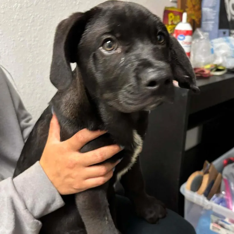 A baby medium-sized male Black Labrador Retriever dog named Preston for adoption in Hackett, AR