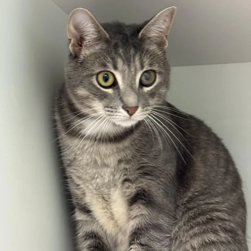 A young medium-sized male Tabby (Gray / Blue / Silver) Domestic Short Hair cat named Milo for adoption in Easley, SC