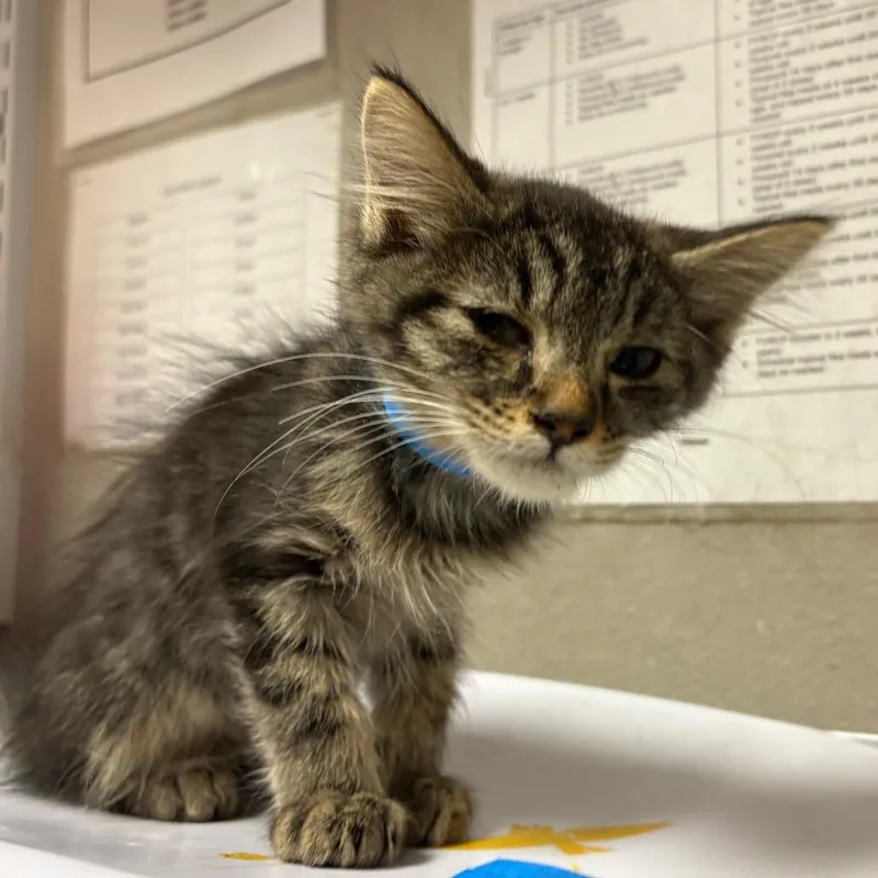 A young small-sized male Black Domestic Short Hair cat named Bear for adoption in Yuma, AZ