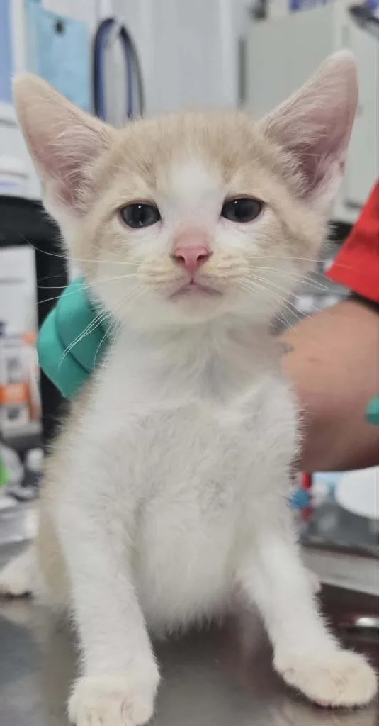 A baby small-sized male Domestic Short Hair cat named Handsome for adoption in Hillsdale, IN