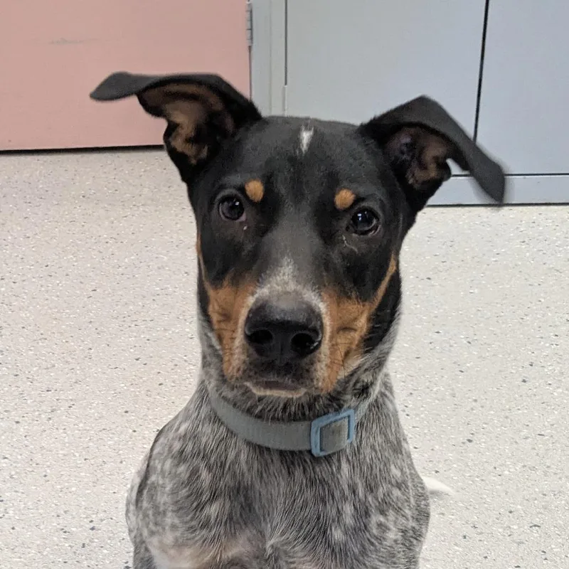 A young medium-sized male Black Mixed Breed dog named Copper for adoption in Huntsville, AR