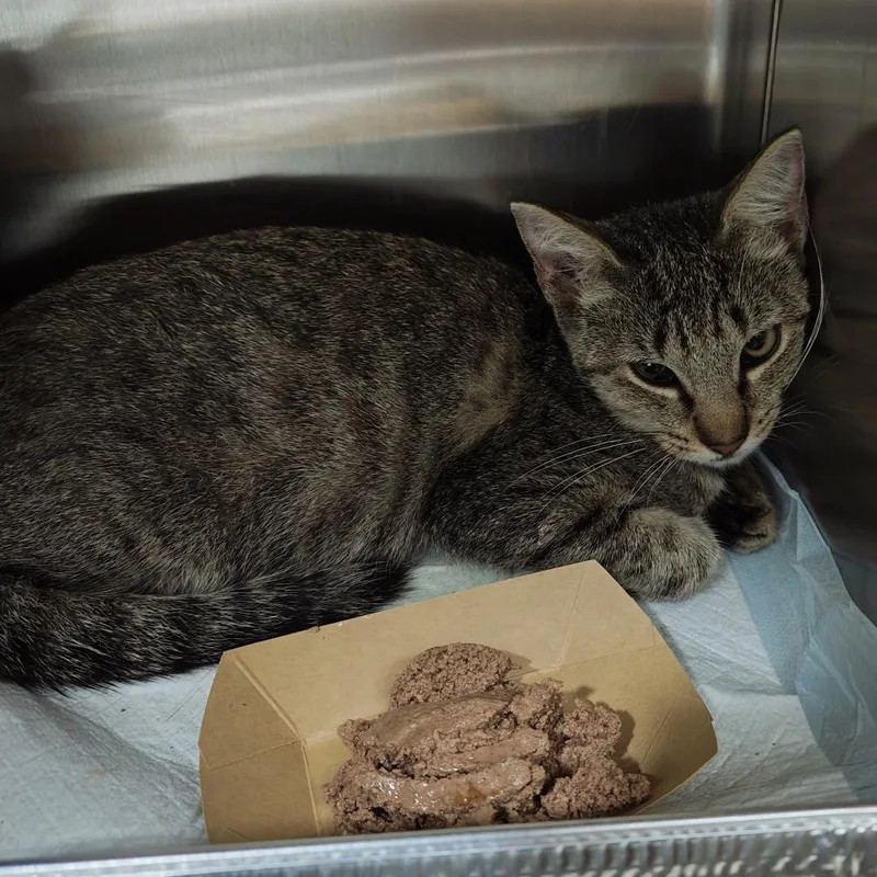A baby small-sized female Brown / Chocolate Domestic Short Hair cat named Crumpet for adoption in Hamburg, NY