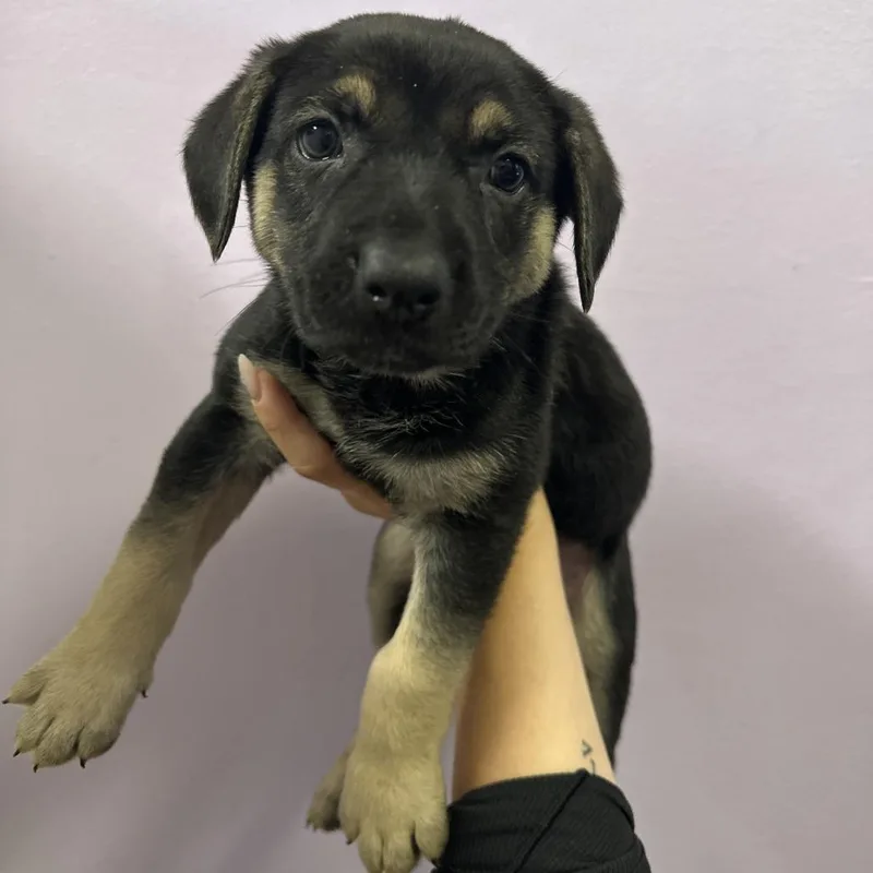 A baby small-sized male Black Shepherd dog named Wolfie for adoption in Northbrook, IL