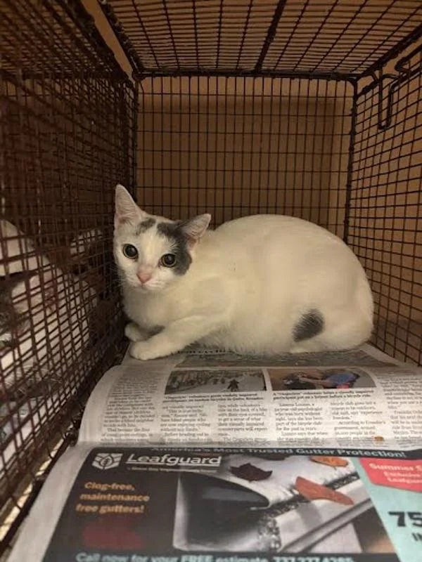 An adult small-sized female Domestic Short Hair cat named Cupcake for adoption in Austin, TX