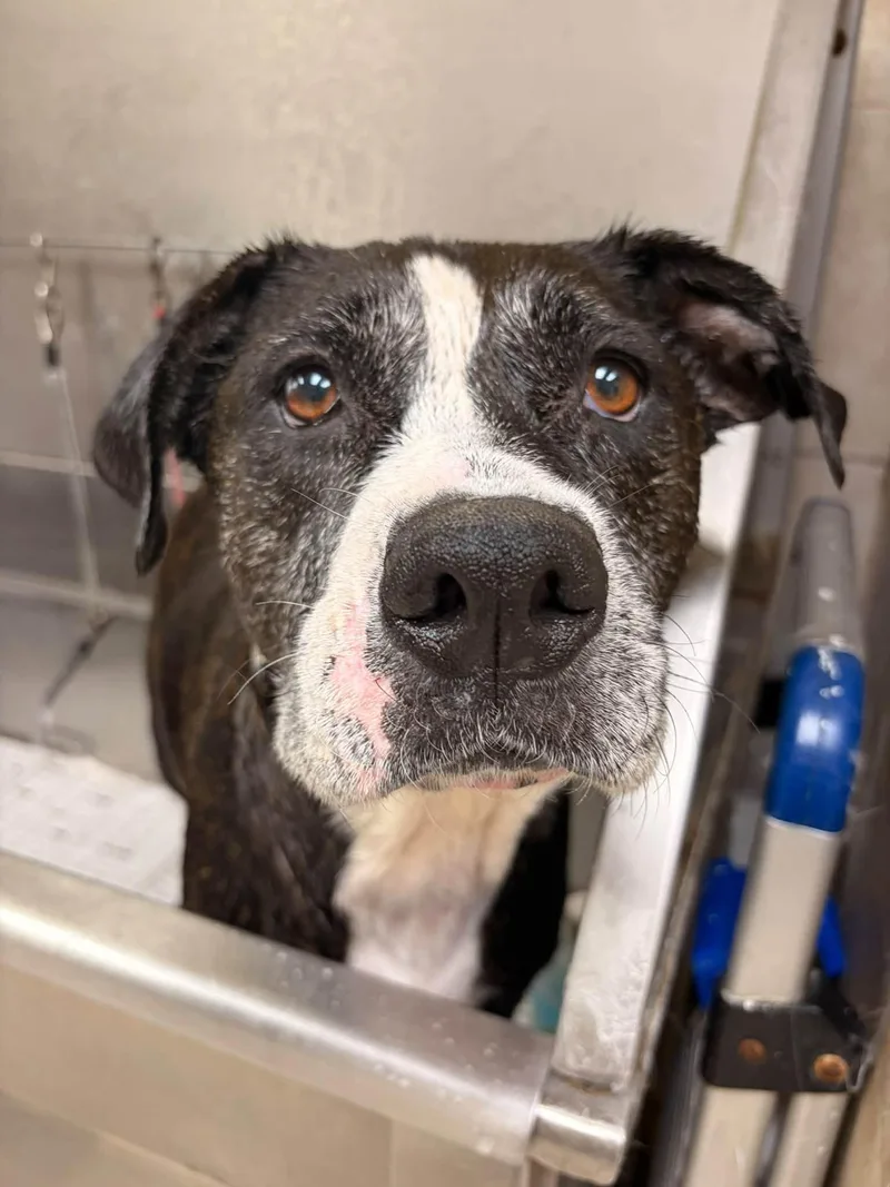An adult large-sized female Boxer dog named Odette for adoption in Saint Augustine, FL